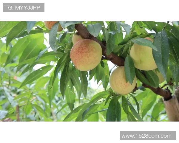 果园采摘乐趣体验，感受丰收季节的自然魅力与美好时光